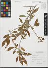 Foto von Salix prolixa Andersson